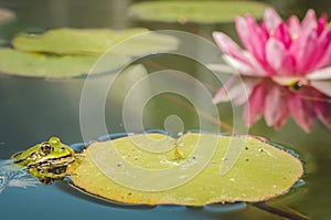 Head of a frog in water lily leaves/head of a frog in water green lily leaves, close up