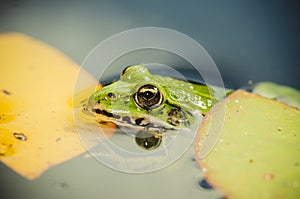 Head of a frog in water lily leaves/head of a frog in water green lily leaves, close up