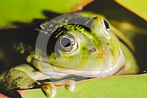 Head of a frog in water lily leaves/head of a frog in water green lily leaves, close up