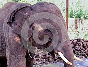 The head and the front part of the body Indian elephant with a lowered trunk and chain around his neck. Kerala, India