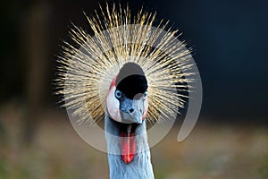 Head in frontal view with a radial crest of a black crowned crane balearica pavonina shining in the bright sun
