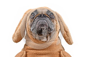 Head of funny French Bulldog dog looking up dressed up as Easter bunny wearing rabbit costume with hanging ears. Studio shot isola