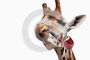 the head of a funny giraffe holds a smoking pipe in his mouth