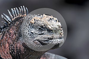 Head of a Galapagos iguana