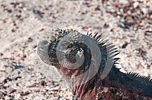 Head of a Galapagos marine iguana