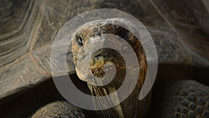 Head of Galapagos tortoise or GalÃ¡pagos giant tortoise - Chelonoidis nigra