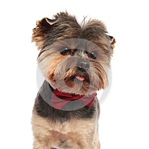 Head of gentleman yorkshire terrier looking to side