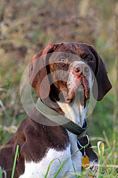 Head of German pointer