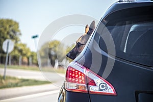 Head of German Shepard dog sticking out back window of dark SUV driving in rural area - view from back with background blurred -