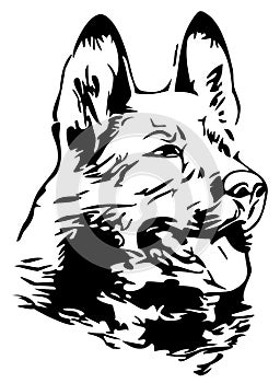 Head of german shepherd - illustrated portrait