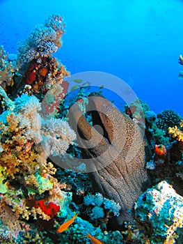 Head of Giant Morey Eel