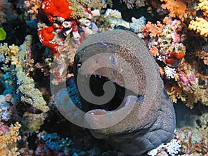 Head of Giant Morey Eel