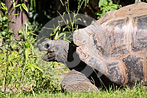 Head of a giant tortoise