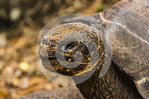 The head of a Giant Tortoise