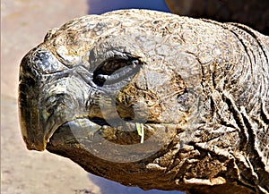 Head of a giant Turtoise or turtle in Zimbabwe