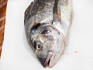 Head of gilt-head bream Orata on paper on table