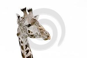 Giraffe head isolated on white