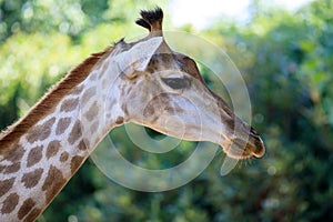 Head of a giraffe