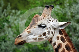 Head of giraffe