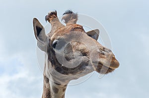 The head of a giraffe against the blue sky