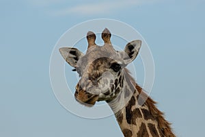Head of a giraffe against the sky