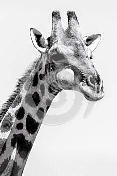 the head of a giraffe, with black spots