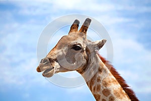 Head of giraffe on blue sky with white clouds background close up on safari in Chobe National Park, Botswana, Southern Africa