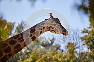 Head of a giraffe close-up against the sky and trees
