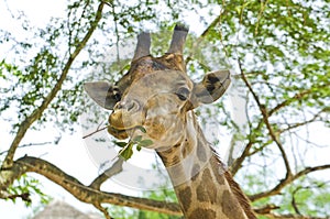 Head giraffe.