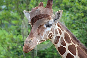 A head of a giraffe in front of the trees