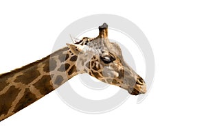 The head of a giraffe on a green grass