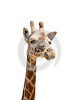 Head of giraffe isolated
