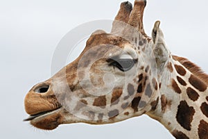 A head of a giraffe poking its tongue out