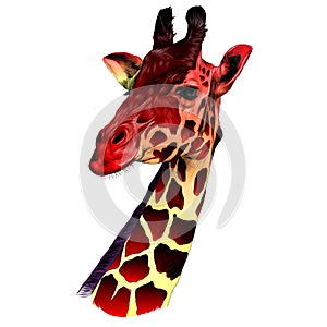 The head of a giraffe sketch