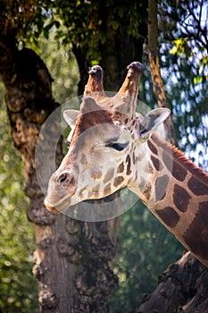 The head of giraffe in trees photo