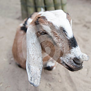 Head of a goat photo