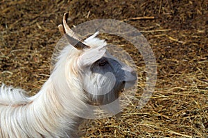 Head of goat
