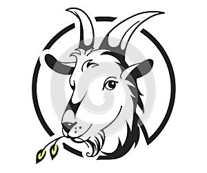 Head of goat on white background photo