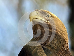 Head of the golden eagle bird of prey is a close-up view from below