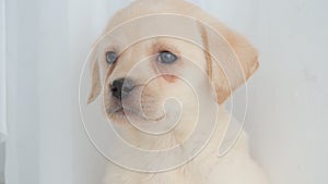 Head of golden labrador puppy