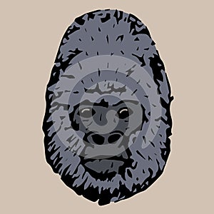 Head gorila photo