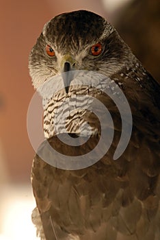 Head of a goshawk