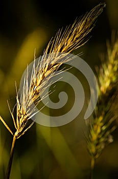 Head of Grass