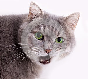 The head of a gray cat with the slightly opened mouth