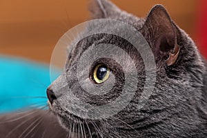 Head of gray cat with yellow eyes