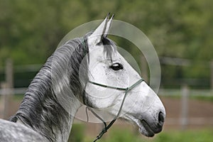 Head of a gray colored lipizzaner foal. Side view portrait of y