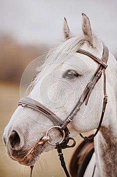 Head of a gray horse in a harness on nature