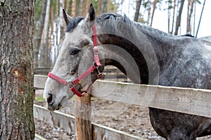 The head of a gray horse peeks out from behind a wooden fence. An animal with a red bridle in the forest on the street in the corr