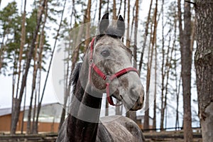 The head of a gray horse peeks out from behind a wooden fence. An animal with a red bridle in the forest on the street in the corr