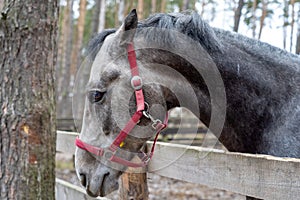 The head of a gray horse peeks out from behind a wooden fence. An animal with a red bridle in the forest on the street in the corr